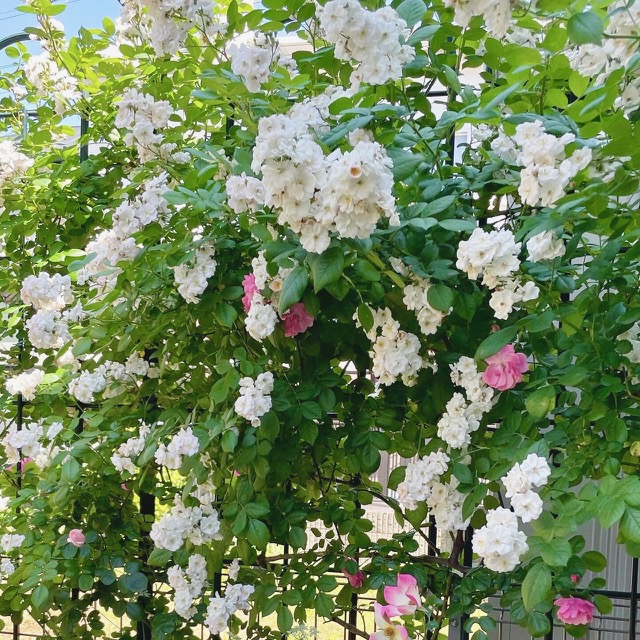 オフィスウチヤマ庭の花２